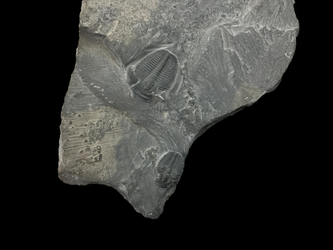 Genuine Fossil Trilobite - Elrathia Kinghi #F7 - 4 1/4” x 3”
