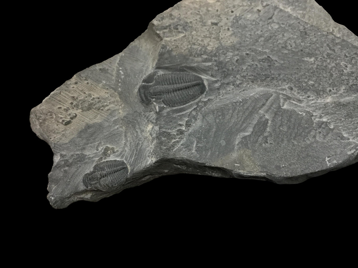 Genuine Fossil Trilobite - Elrathia Kinghi #F7 - 4 1/4” x 3”