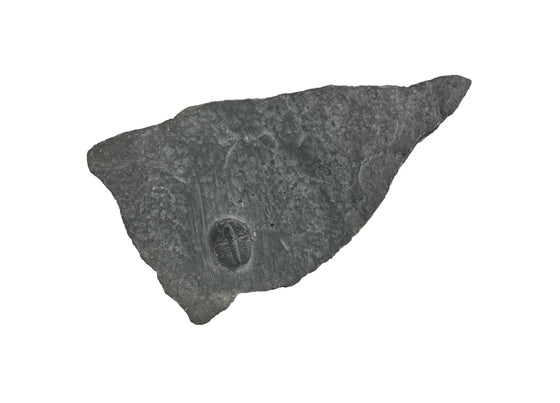 Genuine Fossil Trilobite - Elrathia Kinghi #F8 - 2 3/4" x 1 1/2”