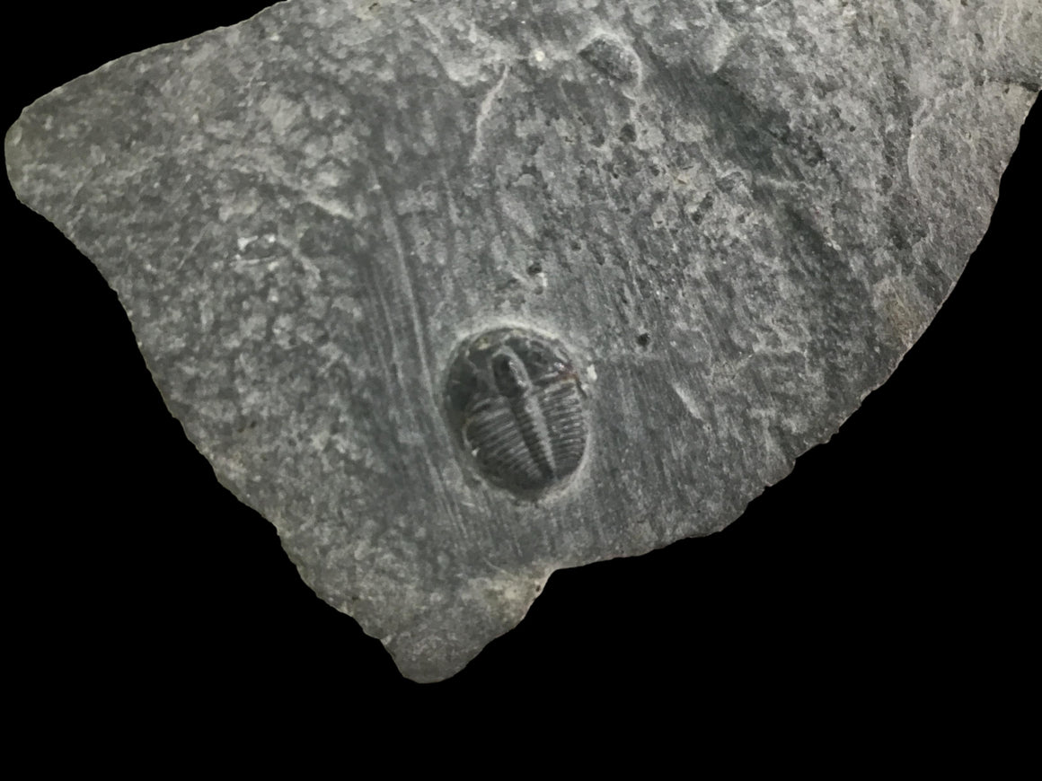 Genuine Fossil Trilobite - Elrathia Kinghi #F8 - 2 3/4" x 1 1/2”