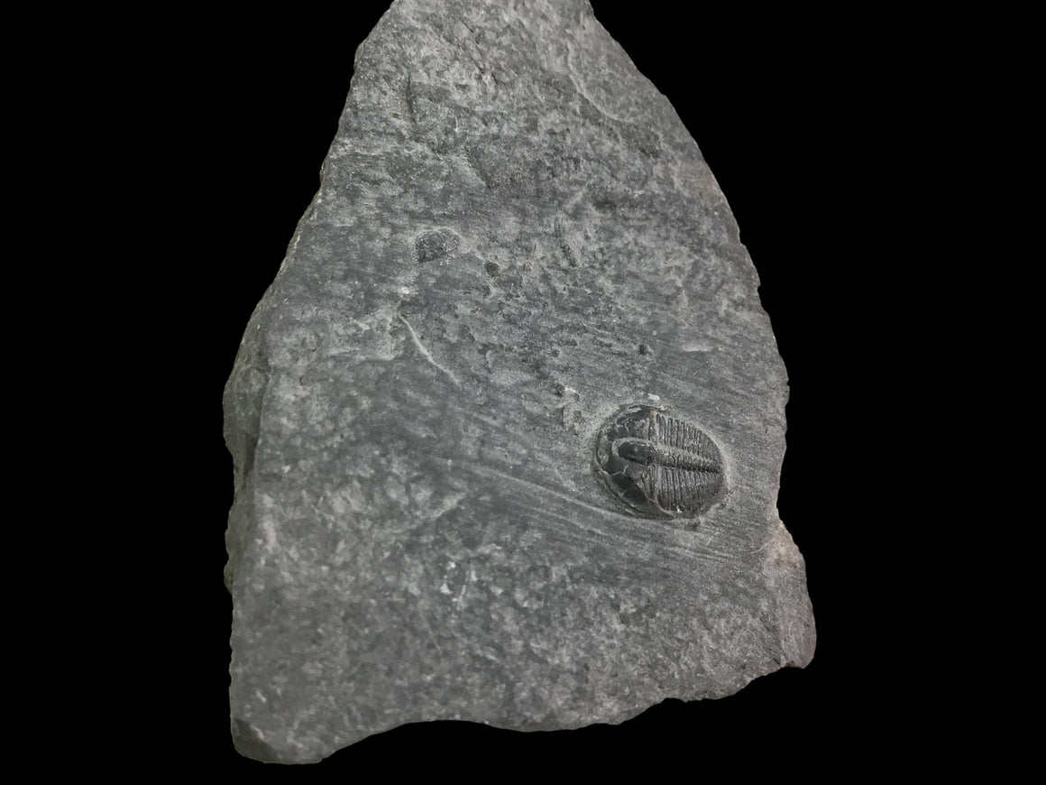 Genuine Fossil Trilobite - Elrathia Kinghi #F8 - 2 3/4" x 1 1/2”