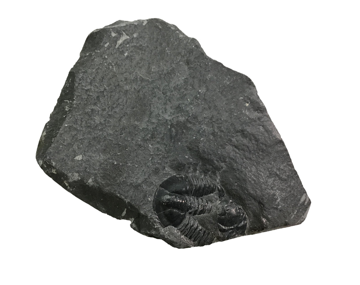 Genuine Fossil Trilobite - Elrathia Kinghi #TF9 - 2 3/8" x 1 1/2”
