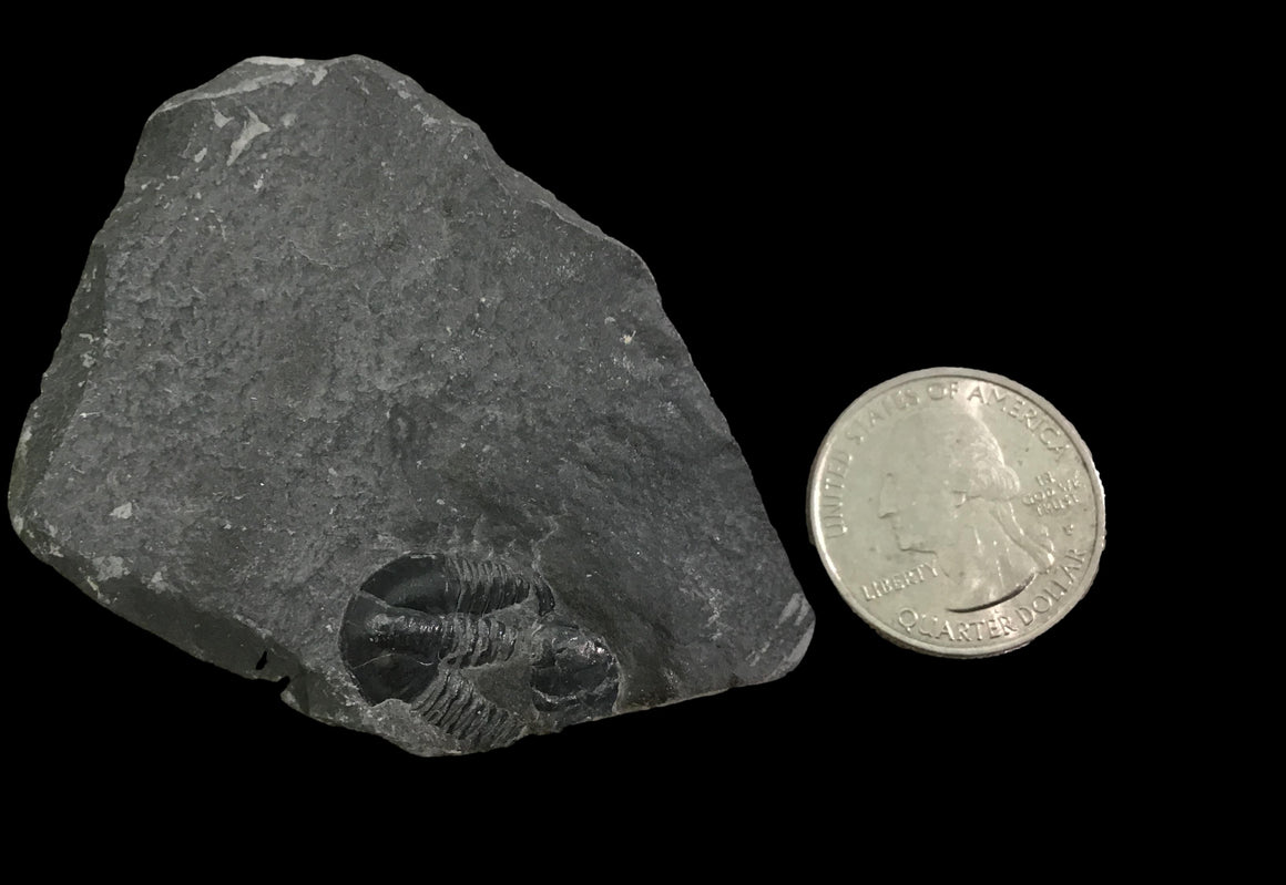 Genuine Fossil Trilobite - Elrathia Kinghi #TF9 - 2 3/8" x 1 1/2”