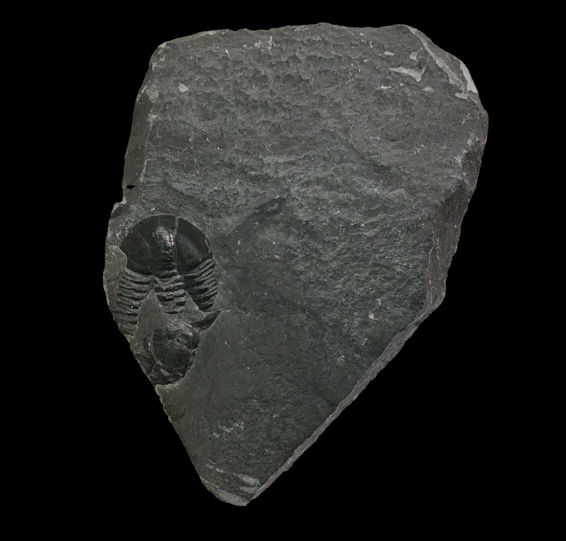 Genuine Fossil Trilobite - Elrathia Kinghi #TF9 - 2 3/8" x 1 1/2”