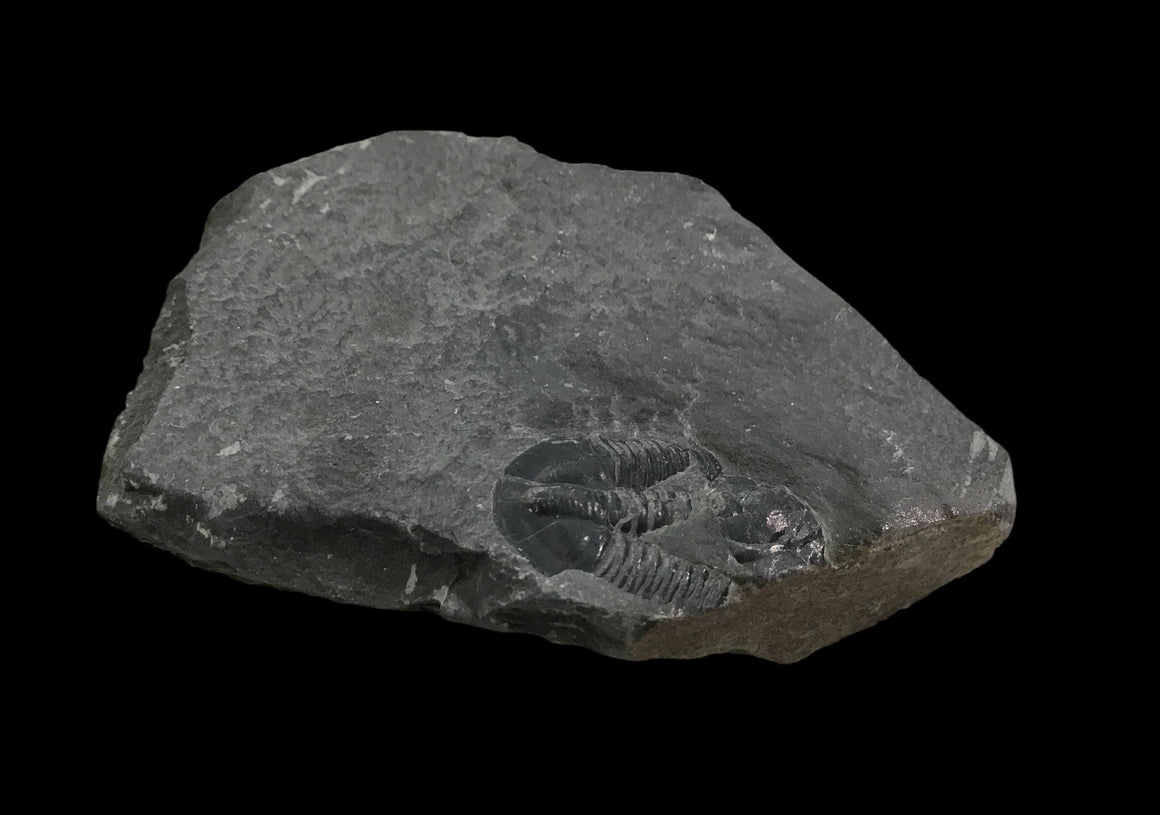 Genuine Fossil Trilobite - Elrathia Kinghi #TF9 - 2 3/8" x 1 1/2”