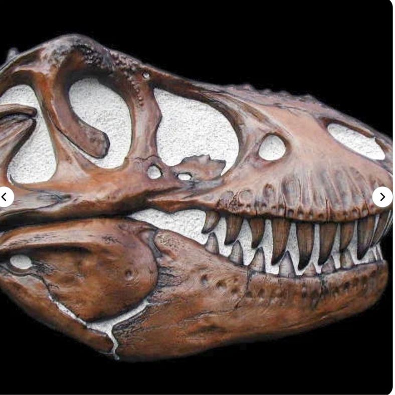 Tyrannosaurus Rex T-Rex Life-Size Skull Replica - Sculpture  - 51" x 38.75"