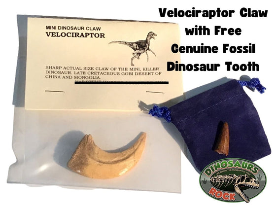Cast Replica Velociraptor Dinosaur Claw with Bonus Genuine Fossil Spinosaurus Dinosaur Tooth - DINOSAURS ROCK