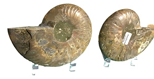 Ammonite Pair (AM10) - Split & Polished - Madagascar - 4 Inches