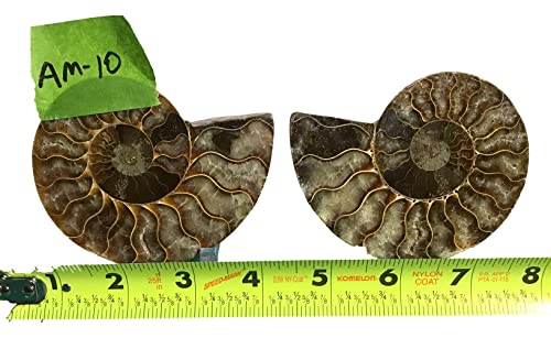 Ammonite Pair (AM10) - Split & Polished - Madagascar - 4 Inches