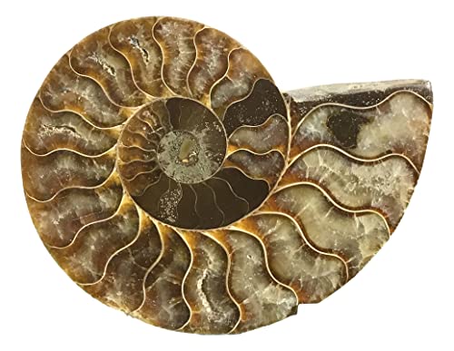 Ammonite Pair (AM10) - Split & Polished - Madagascar - 4 Inches