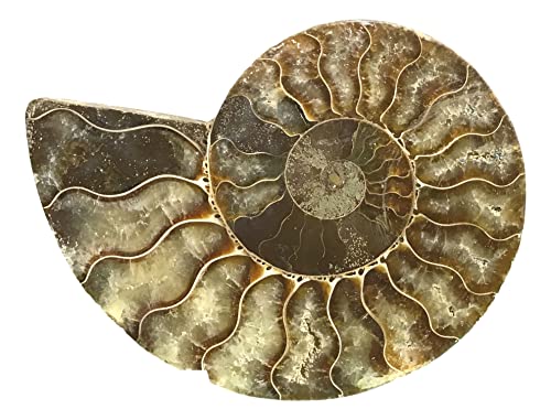 Ammonite Pair (AM10) - Split & Polished - Madagascar - 4 Inches