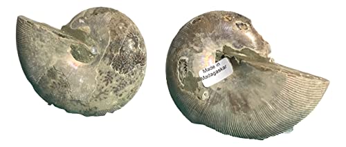 Ammonite Pair (AM5) - Split & Polished - Madagascar - 3-7/8 Inches