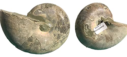 Ammonite Pair (AM5) - Split & Polished - Madagascar - 3-7/8 Inches