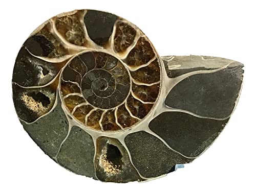Ammonite Pair (AM5) - Split & Polished - Madagascar - 3-7/8 Inches