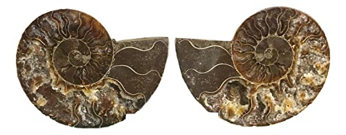 Ammonite Pair (AM6) - Split & Polished - Madagascar - 3-1/4 Inches