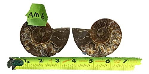 Ammonite Pair (AM6) - Split & Polished - Madagascar - 3-1/4 Inches