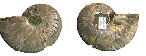 Ammonite Pair (AM6) - Split & Polished - Madagascar - 3-1/4 Inches