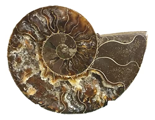 Ammonite Pair (AM6) - Split & Polished - Madagascar - 3-1/4 Inches
