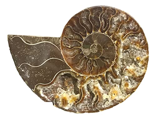 Ammonite Pair (AM6) - Split & Polished - Madagascar - 3-1/4 Inches