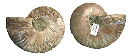Ammonite Pair (AM7) - Split & Polished - Madagascar - 3-1/4 Inches