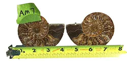 Ammonite Pair (AM7) - Split & Polished - Madagascar - 3-1/4 Inches