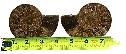 Ammonite Pair (AM7) - Split & Polished - Madagascar - 3-1/4 Inches