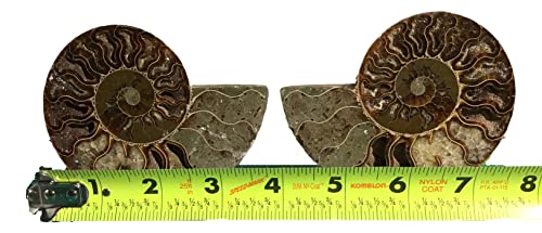 Ammonite Pair (AM8) - Split & Polished - Madagascar - 3-3/4 Inches