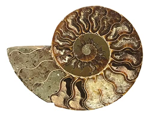 Ammonite Pair (AM8) - Split & Polished - Madagascar - 3-3/4 Inches