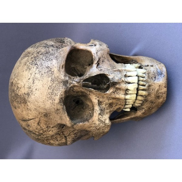 SW Amerind Skull - dinosaursrocksuperstore