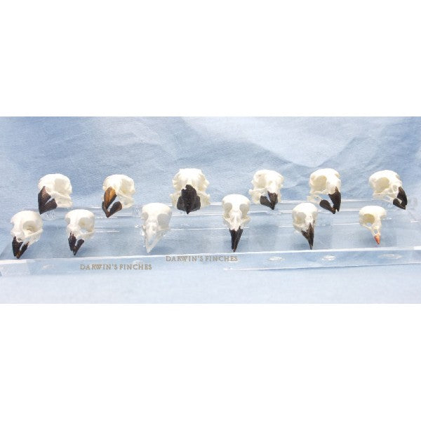 Set Of Twelve Skulls Darwin's Finches - dinosaursrocksuperstore