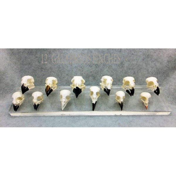 Sharp-Beaked Ground Finch Male Skull - dinosaursrocksuperstore