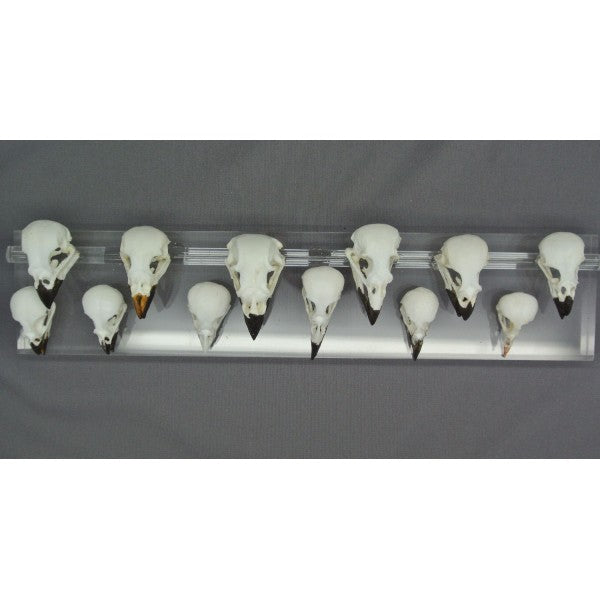 Set Of Twelve Skulls Darwin's Finches - dinosaursrocksuperstore
