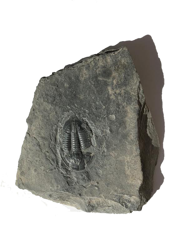 Genuine Elrathia Kinghi Trilobite Fossil 3.5" x 3" - dinosaursrocksuperstore