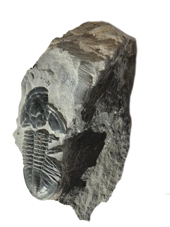 Genuine Elrathia Kinghi Trilobite Fossil 4" x 2 1/2" - dinosaursrocksuperstore