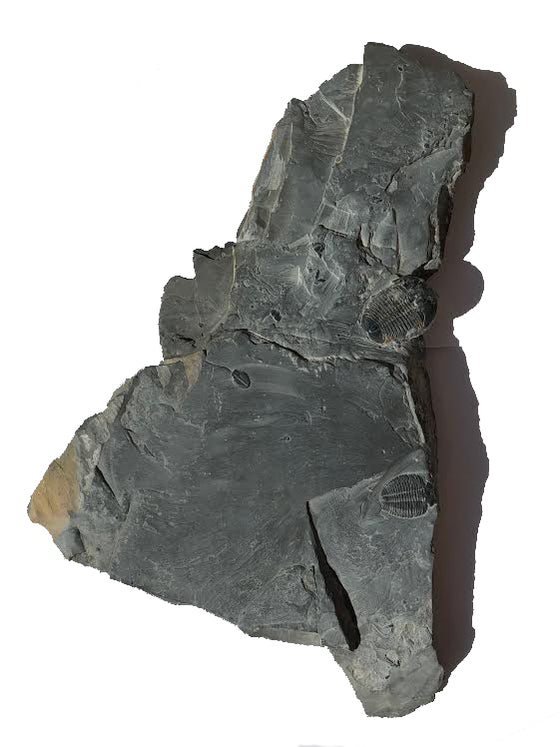 Genuine Elrathia Kinghi Trilobite Fossil 15" x 8.5" - dinosaursrocksuperstore
