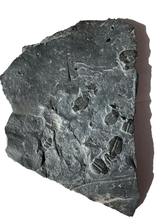 Genuine Elrathia Kinghi Trilobite Fossil 12" x 8" - dinosaursrocksuperstore