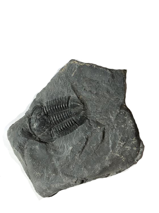 Genuine Elrathia Kinghi Trilobite Fossil 3 7/8" x 3 1/2" - dinosaursrocksuperstore