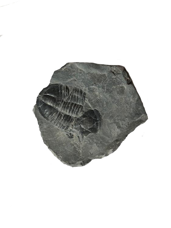 Genuine Elrathia Kinghi Trilobite Fossil 3" x 2.5" - dinosaursrocksuperstore