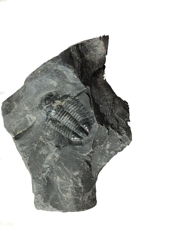 Genuine Elrathia Kinghi Trilobite Fossil 5" x 3.5" - dinosaursrocksuperstore
