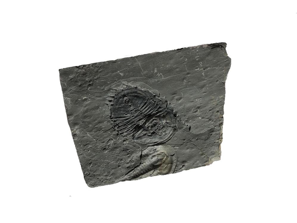 Genuine Elrathia Kinghi Trilobite Fossil 3.75" x 2.75" - dinosaursrocksuperstore