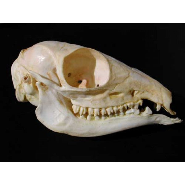 Asiatic Mouse Deer Skull - dinosaursrocksuperstore