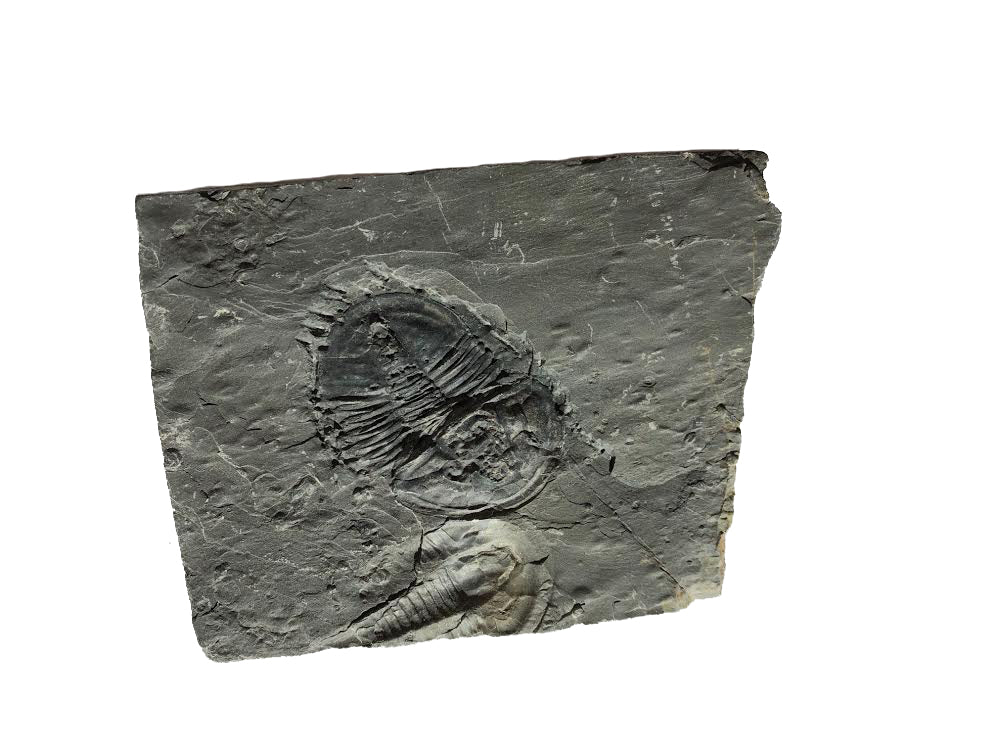 Genuine Elrathia Kinghi Trilobite Fossil 3.75" x 2.75" - dinosaursrocksuperstore