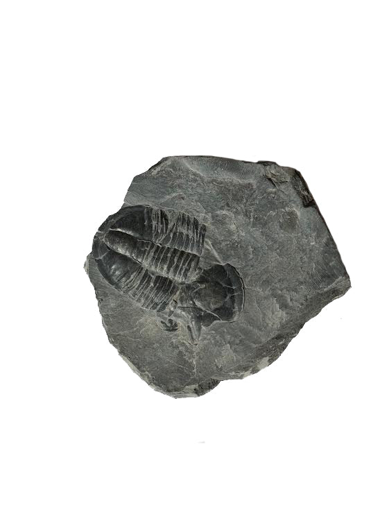 Genuine Elrathia Kinghi Trilobite Fossil 3" x 2.5" - dinosaursrocksuperstore