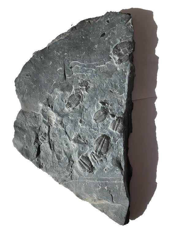 Genuine Elrathia Kinghi Trilobite Fossil 12" x 8" - dinosaursrocksuperstore