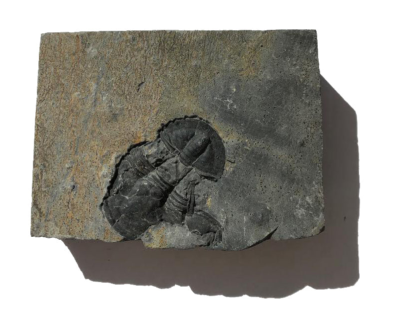 Genuine Elrathia Kinghi Trilobite Fossil 3.75" x 2.75" - dinosaursrocksuperstore