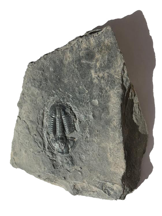 Genuine Elrathia Kinghi Trilobite Fossil 3.5" x 3" - dinosaursrocksuperstore