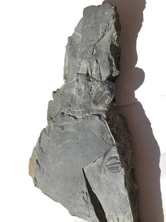 Genuine Elrathia Kinghi Trilobite Fossil 15" x 8.5" - dinosaursrocksuperstore