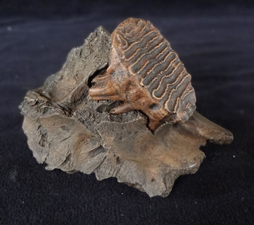 Baby Mammoth jaw section replica with removable tooth - dinosaursrocksuperstore
