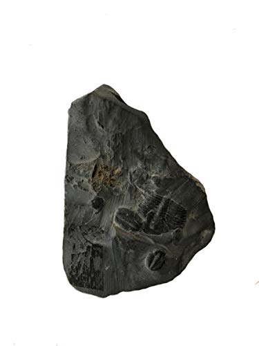 Genuine Elrathia Kinghi Trilobite Fossil 2 1/4" x 1 1/2" - dinosaursrocksuperstore