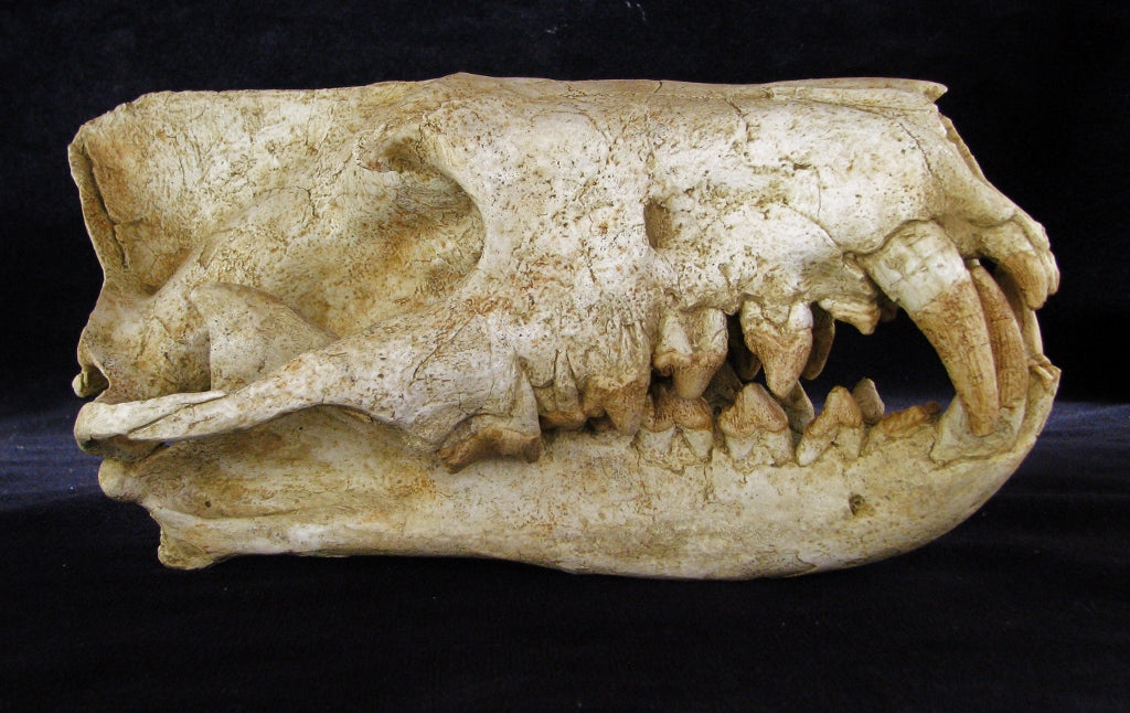 Hyaenodon Skull Replica - dinosaursrocksuperstore
